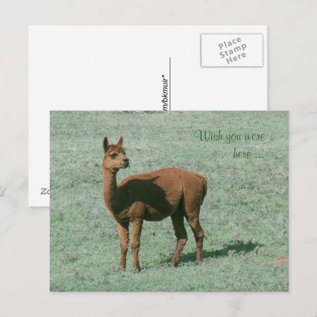 Postcard - Alpaca - Wish you were here (Front/Back)