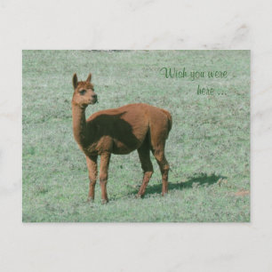 Postcard - Alpaca - Wish you were here
