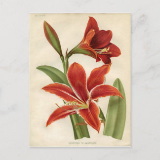 Postcard:  Amaryllis Postcard