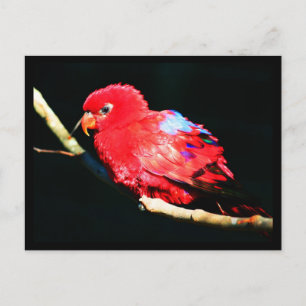 Postcard-Animals-35 Postcard