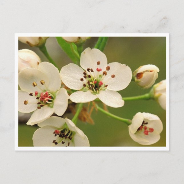 Postcard - Apple Blossom (Front)