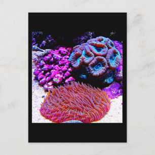 Postcard-Aquatic Gallery-35 Postcard