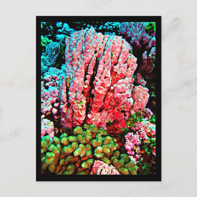 Postcard-Aquatic Gallery-7 Postcard (Front)