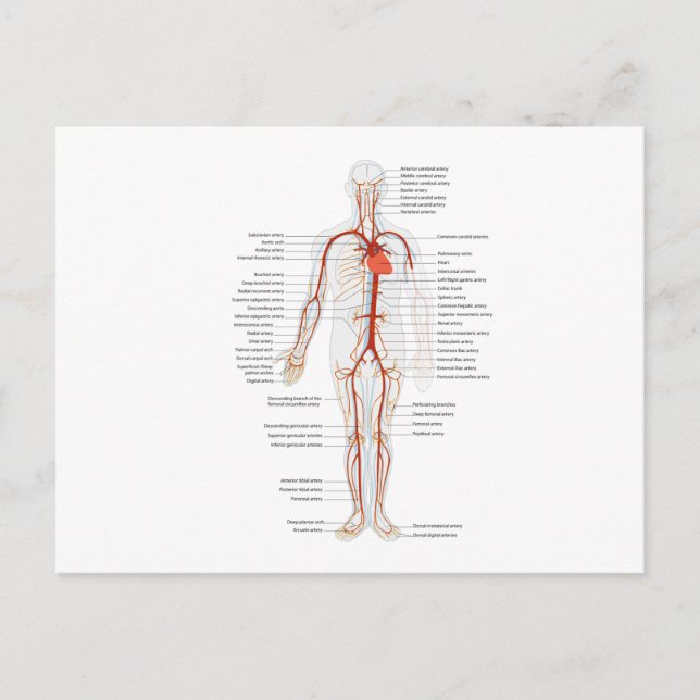 Postcard Arterial System Human Circulatory System (Front)