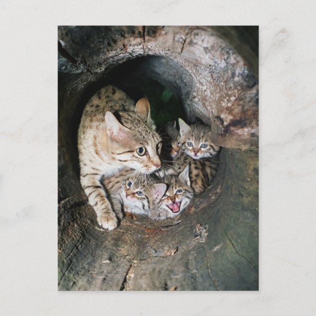 Postcard - Asian wildcat (Front)