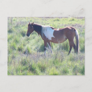 Postcard: Assateague Island, Home of the Famous Ch Postcard