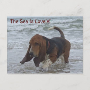Postcard Basset Hound By The Sea