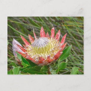 Postcard - Beautiful Protea in Cape Town
