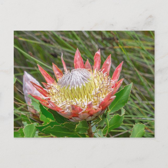 Postcard - Beautiful Protea in Cape Town (Front)