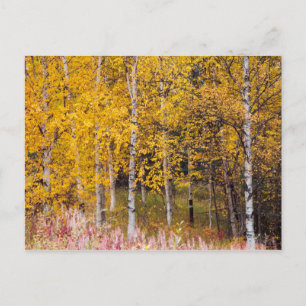 postcard, Birch Trees in the Fall, Alaska Postcard