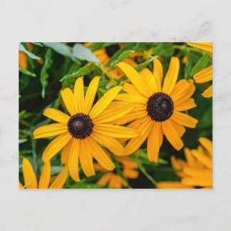 Postcard - Black-eyed Susan