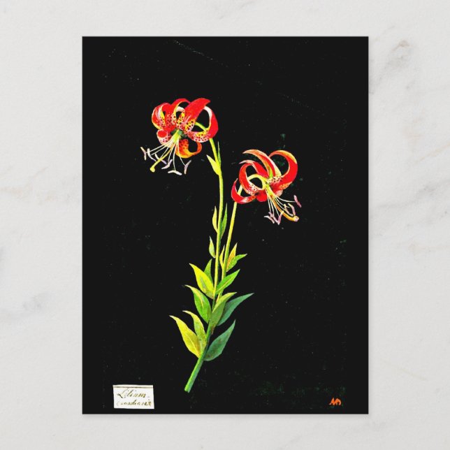 Postcard-Botanical Art-Mary Delany 12 Postcard (Front)