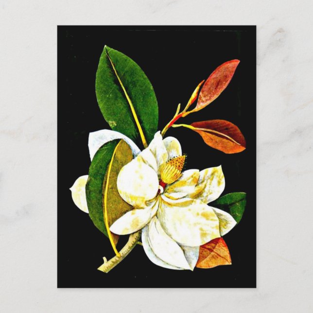 Postcard-Botanical Art-Mary Delany 1 Postcard (Front)