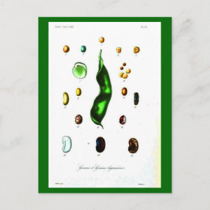 Postcard-Botanicals-Beans Postcard