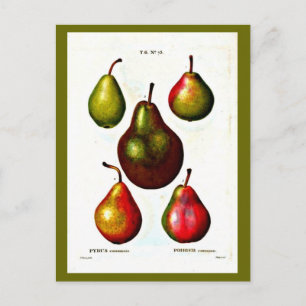 Postcard-Botanicals-Pierre Joseph Redoute 11 Postcard