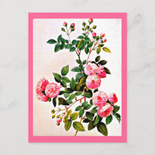 Postcard-Botanicals-Pierre Joseph Redoute 14 Postcard