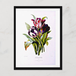 Postcard-Botanicals-Pierre Joseph Redoute 15 Postcard