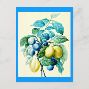 Postcard-Botanicals-Pierre Joseph Redoute 21 Postcard