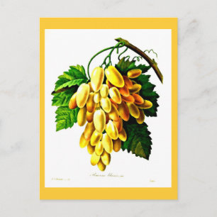 Postcard-Botanicals-Pierre Joseph Redoute 3 Postcard