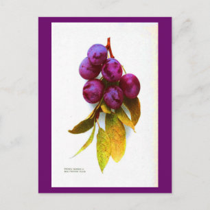 Postcard-Botanicals-Plums Postcard