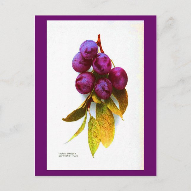 Postcard-Botanicals-Plums Postcard (Front)