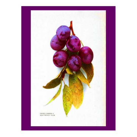 Postcard-Botanicals-Plums Postcard