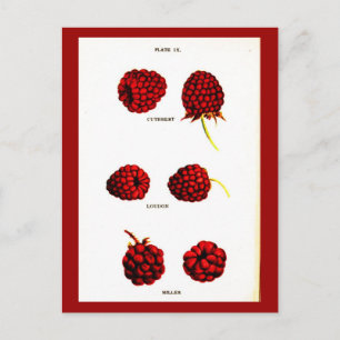 Postcard-Botanicals-Raspberries Postcard