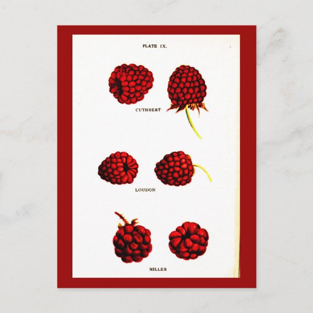 Postcard-Botanicals-Raspberries Postcard (Front)