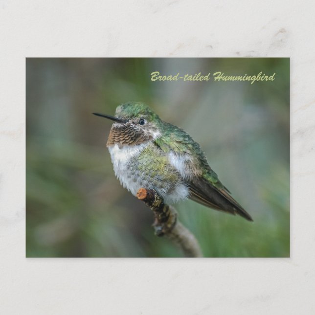 Postcard: Broad-tailed Hummingbird (Landscape) Postcard (Front)