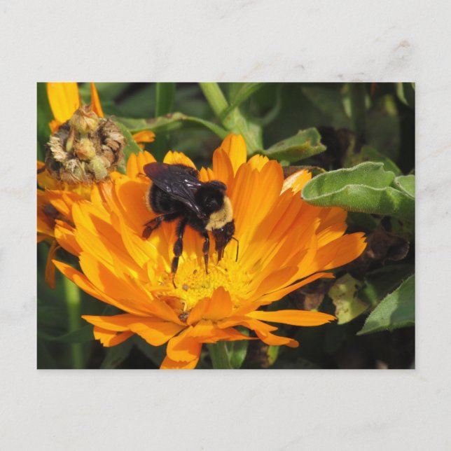 Postcard - Calendula and Bee (Front)