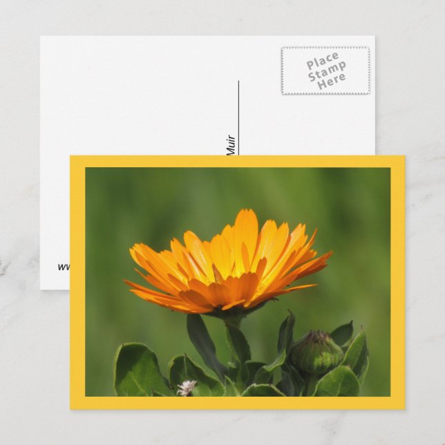 Postcard - Calendula Bloom (Front/Back)
