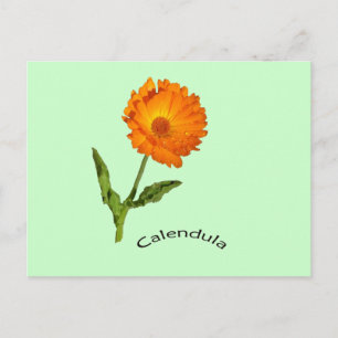 Postcard - Calendula with label