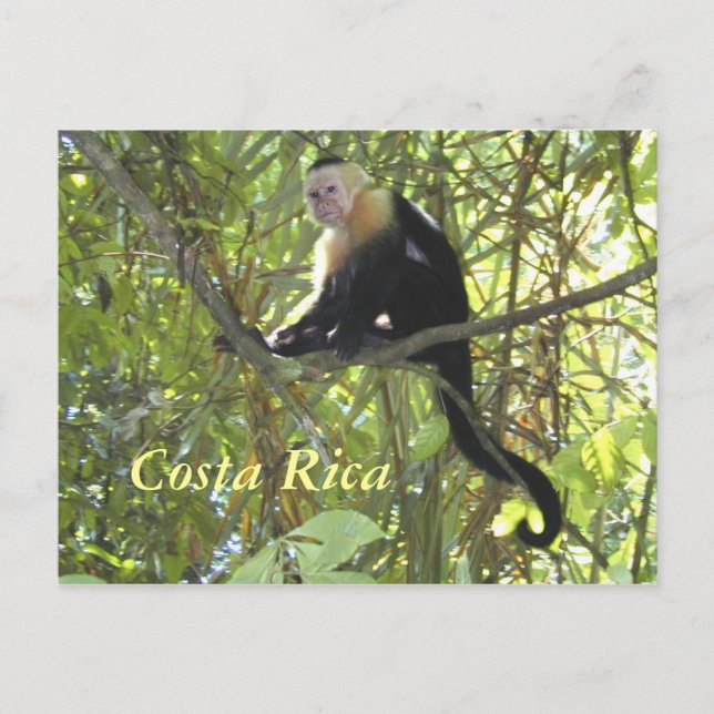 Postcard Capuchin Monkey Costa Rica (Front)
