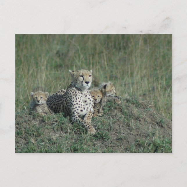 Postcard Cheetah Mum and her three cubs (Front)