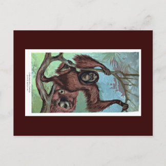 Postcard - Chimpanzee