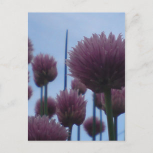 Postcard - Chives    Image 1