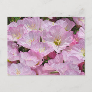 Postcard - Close-up of Primrose