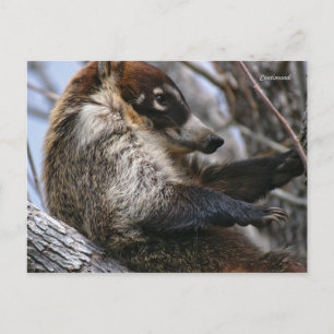 Postcard: Coatimundi #3 Postcard