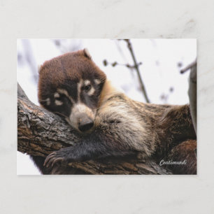 Postcard: Coatimundi #4 Postcard
