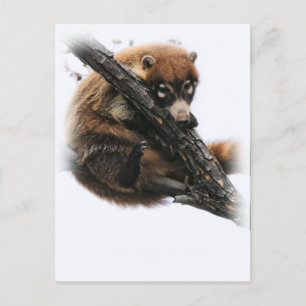Postcard: Coatimundi #5 (Portrait) Postcard
