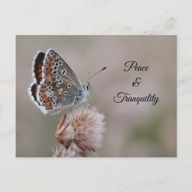 Postcard Common Blue Butterfly (Front)