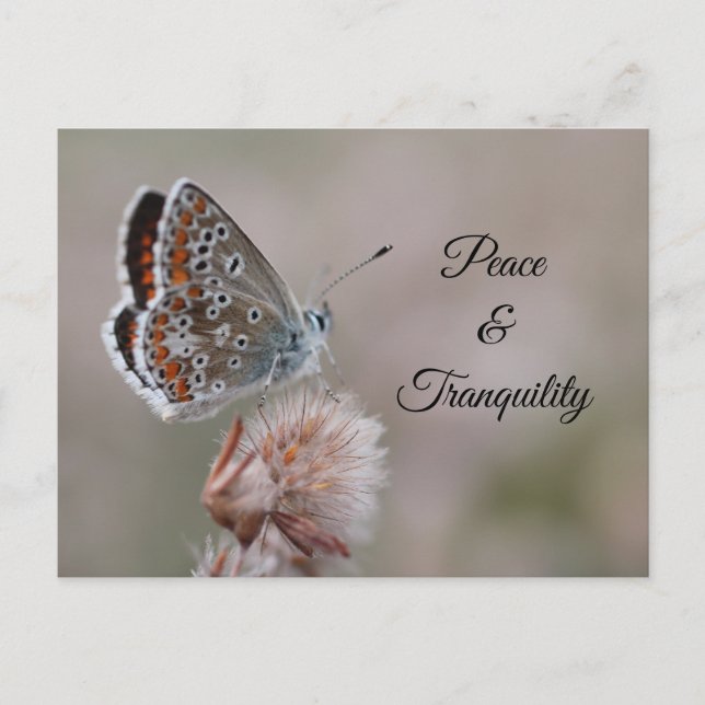 Postcard Common Blue Butterfly (Front)