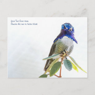 Postcard: Costa's Hummingbird Postcard