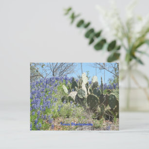 Postcard Country Texas Bluebonnets 