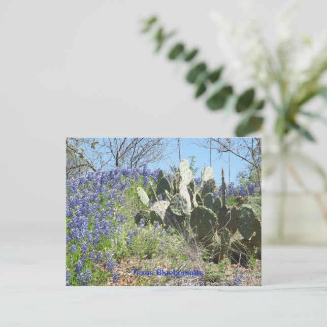 Postcard Country Texas Bluebonnets and Cactus (Standing Front)