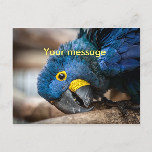 Postcard cute blue Hyacinth Macaw parrot (Front)