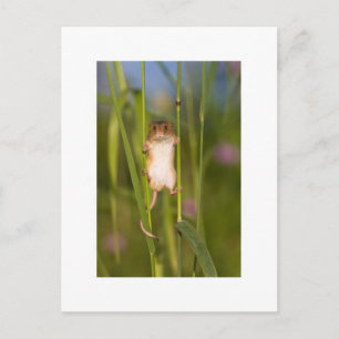 Postcard - Cute Field Mouse
