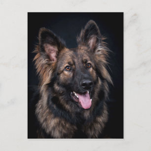 Postcard cute German Shepherd Dog Alsatian