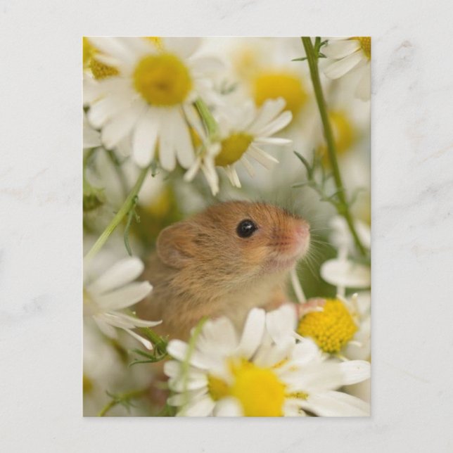 Postcard - Cute Mouse among the Daisy's (Front)