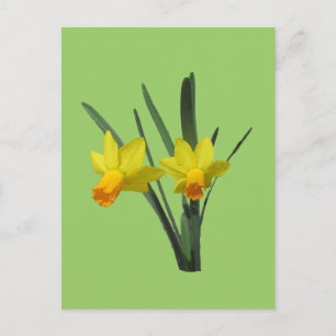 Postcard - Daffodil